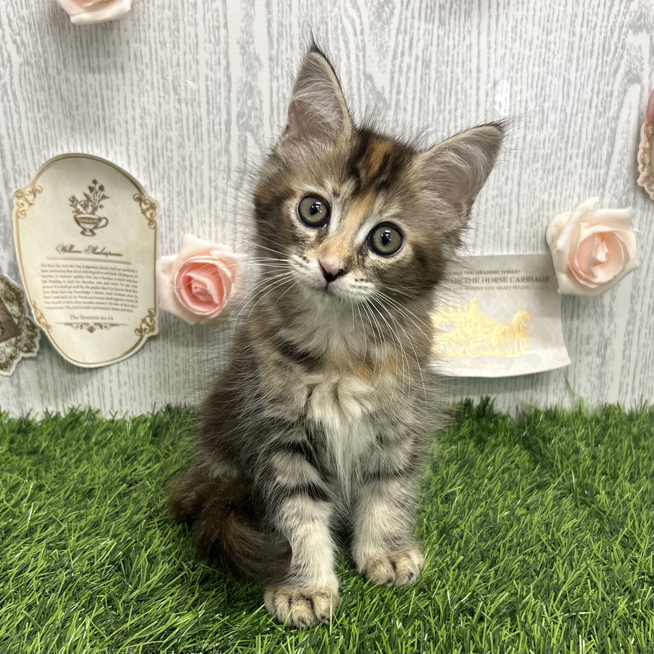 🌟新入り仔犬＆仔猫ちゃんのご紹介🌟 | ペットショップ 犬の家
